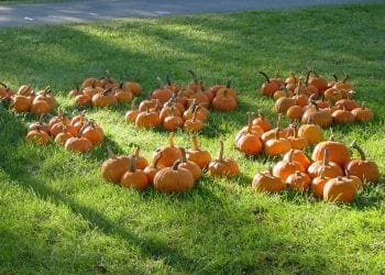 Pumpkins
