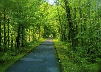 Trail in Summer copy